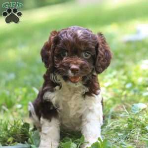 Rosie, Cockapoo Puppy